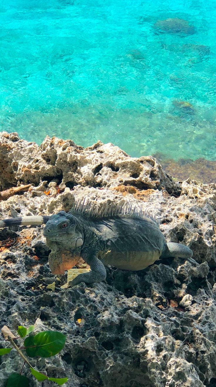 an iguana is sitting on the rocks by the clear blue water at the beach