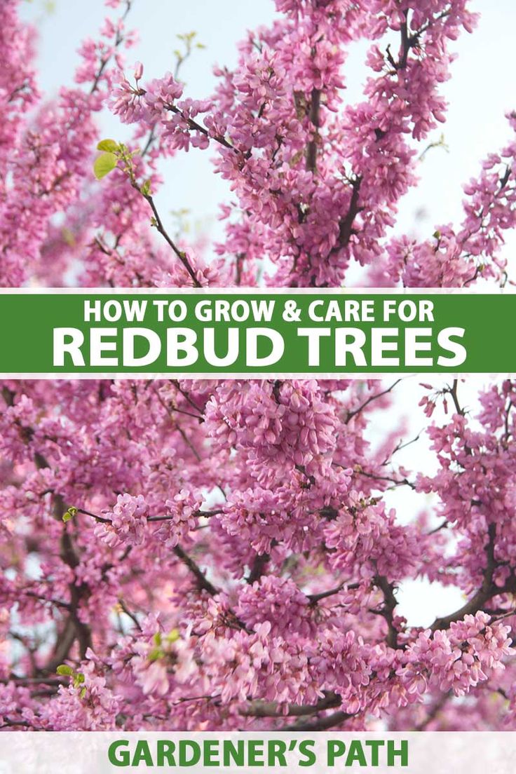 how to grow and care for redbud trees in your garden's path