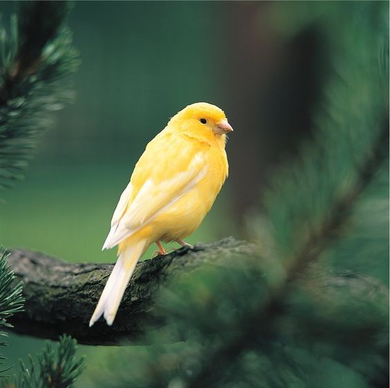 a small yellow bird perched on top of a pine tree branch in black and white