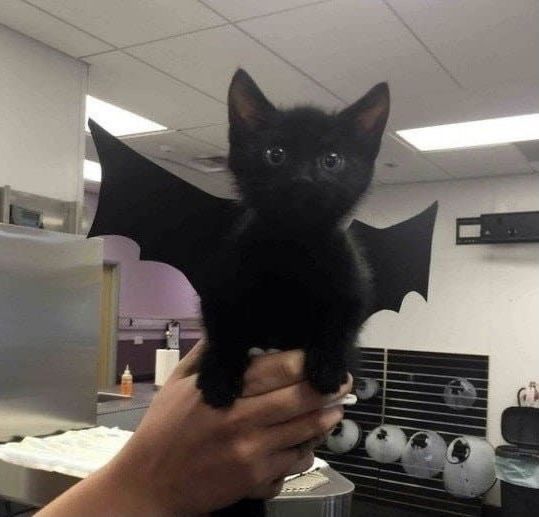 a person holding a black kitten in an office