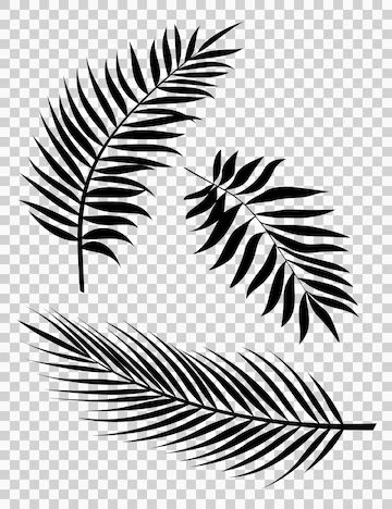 two black and white palm leaves on a transparent background