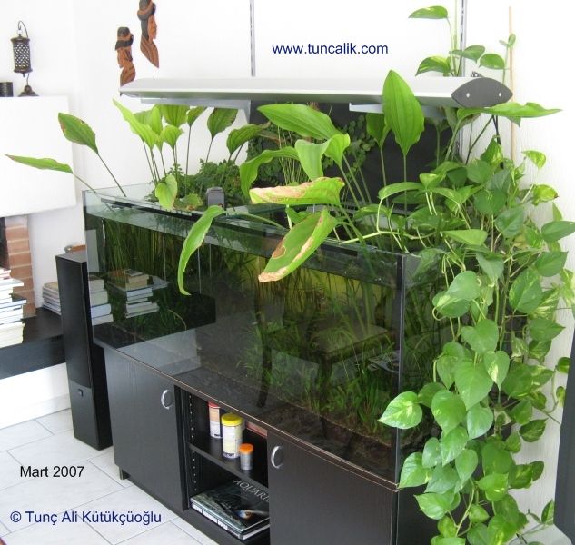 a fish tank filled with plants on top of a shelf