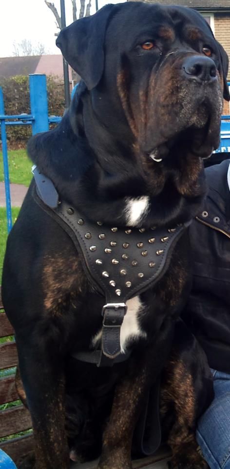 a large black and brown dog sitting on top of a person's lap wearing a leather jacket