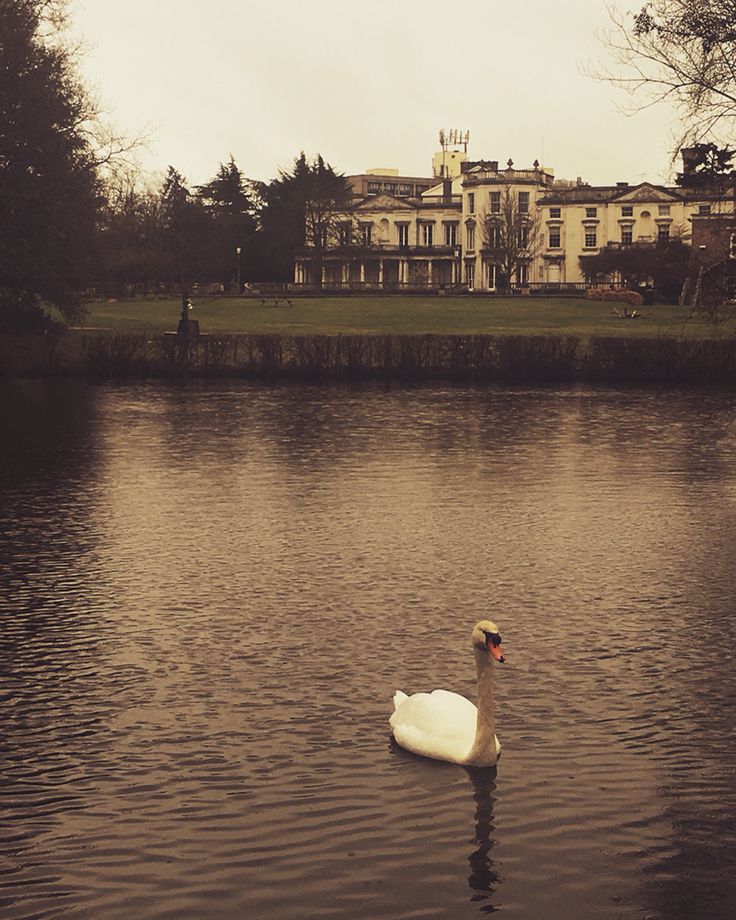 a white swan floating on top of a lake next to a large building in the background