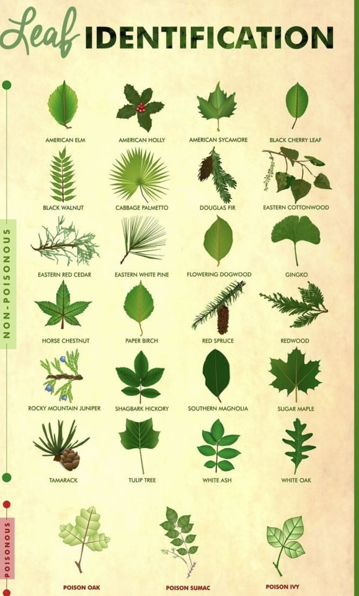 the leaf identification poster shows different types of leaves