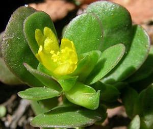 a small green plant with yellow flowers