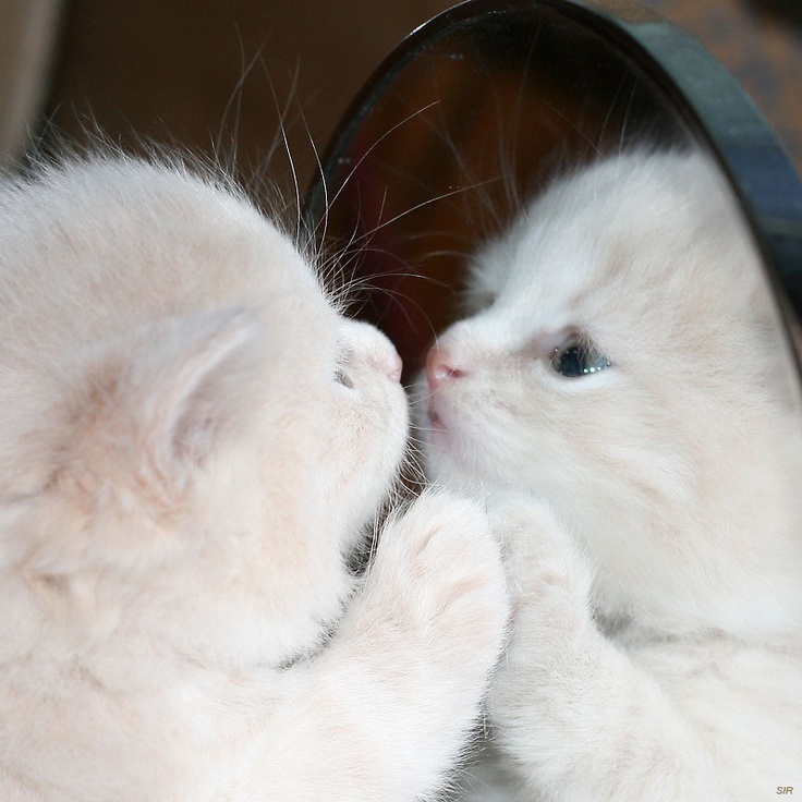 two white kittens playing with each other