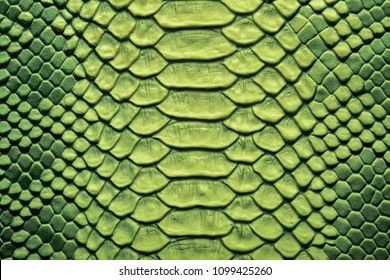 green snake skin texture as background or wallpaper stock photo and royalty free image on shutterstocker