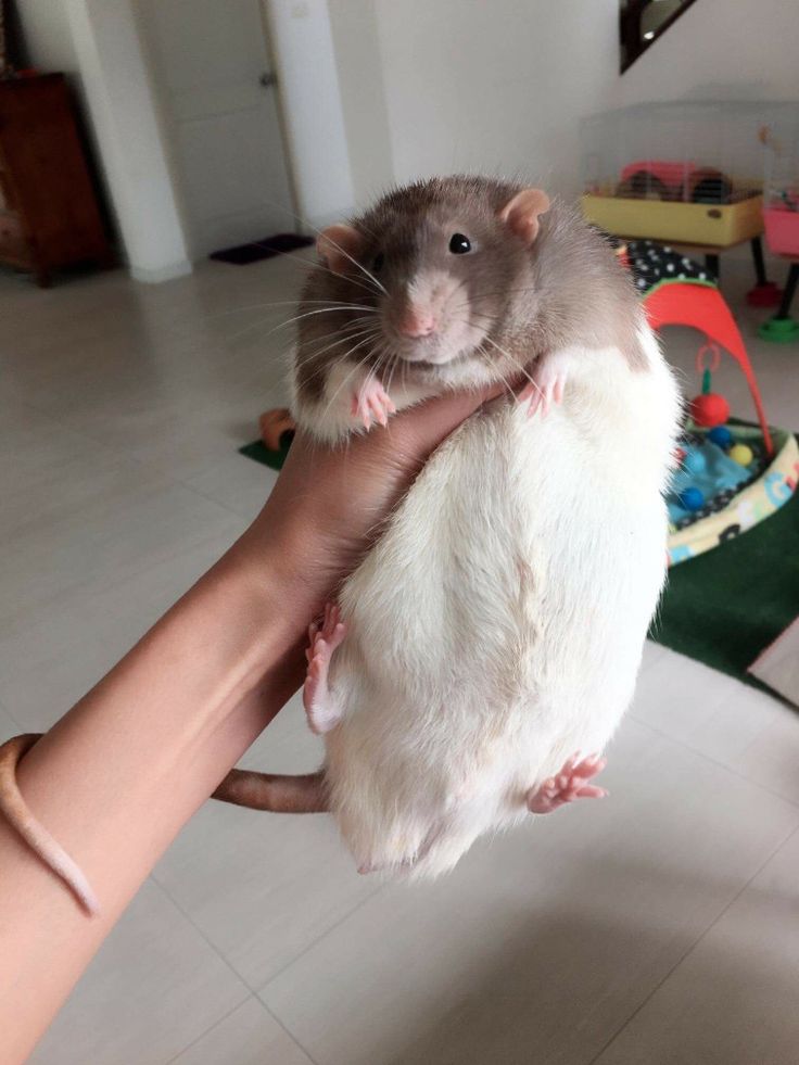 a person holding a rodent in their hand