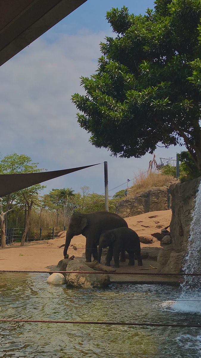 two elephants standing next to each other near a waterfall