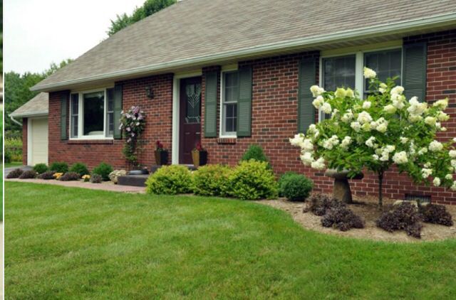 a red brick house with white flowers in the front yard and green grass around it