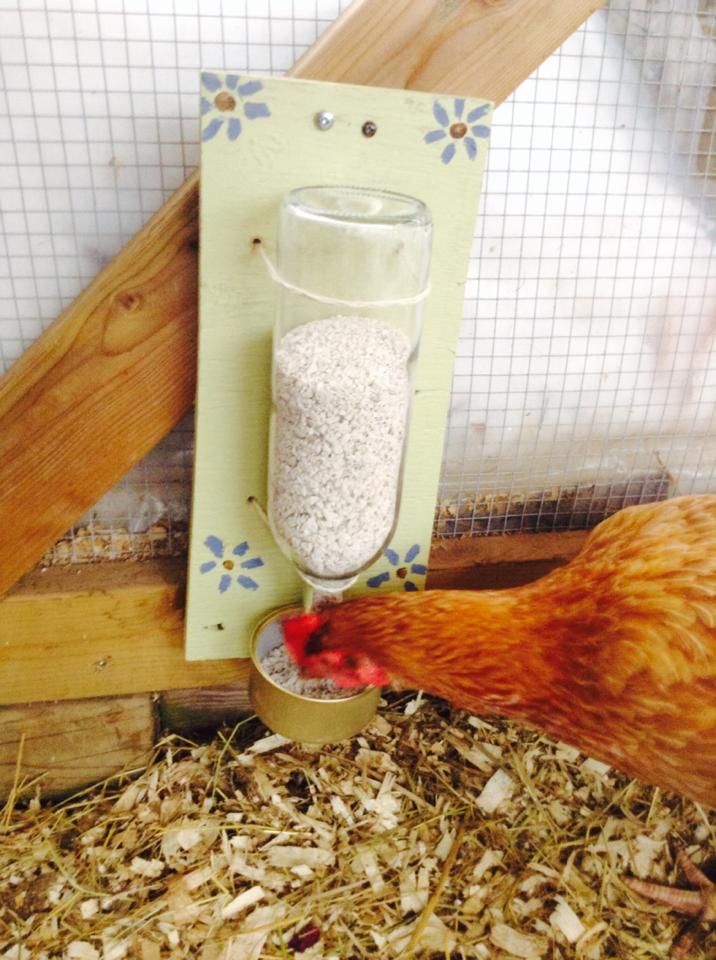 a chicken pecking at something in a container on top of some wood planks