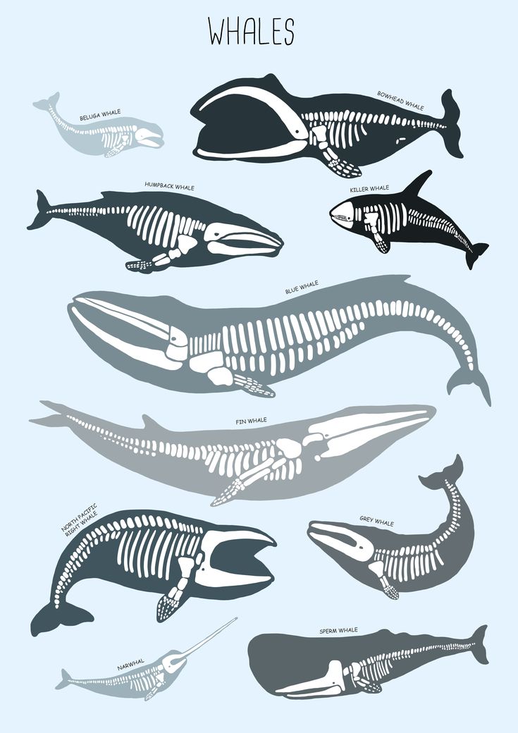 an image of different types of whales