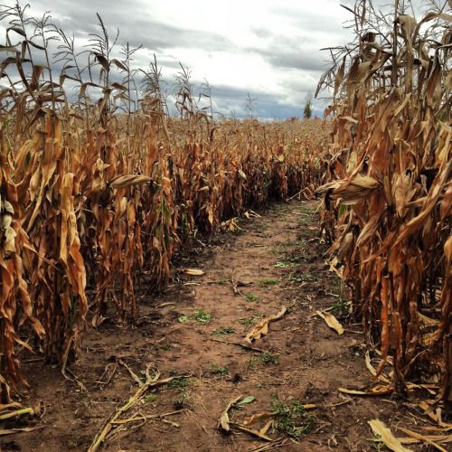 a dirt path through a corn field on a cloudy day