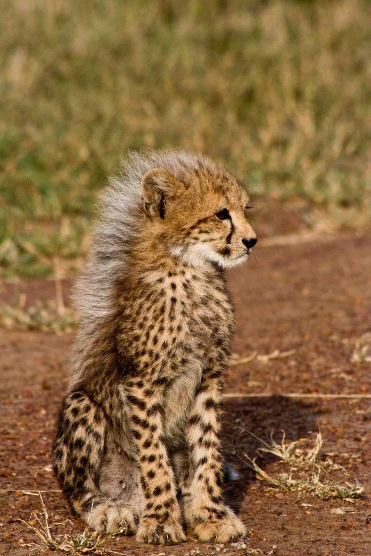 Cheetah Cub. Photo by Ranger Diaries. For more things to do and see in Southern Africa go to www.leka-escapes.co.za. Cheetah Cub, Baby Cheetah, Cheetah Cubs, Baby Cheetahs, Cheetahs, Southern Africa, The Animals, Bad Hair, Exotic Pets