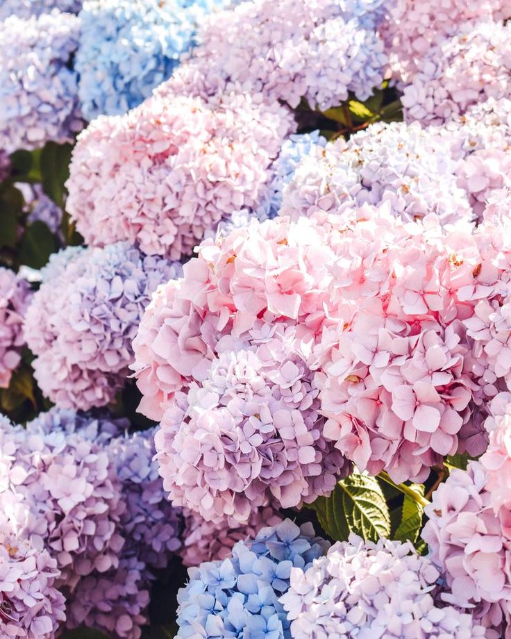 many pink and blue flowers with green leaves