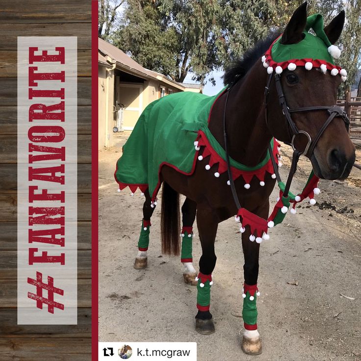 a brown horse wearing a green and red blanket on it's back with white pom poms