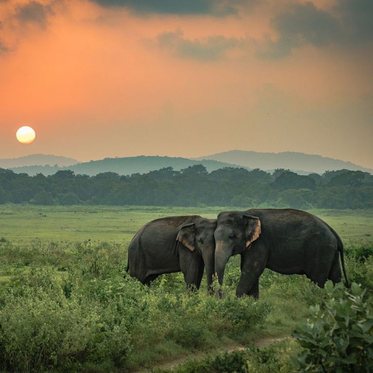 two elephants are standing in the grass at sunset