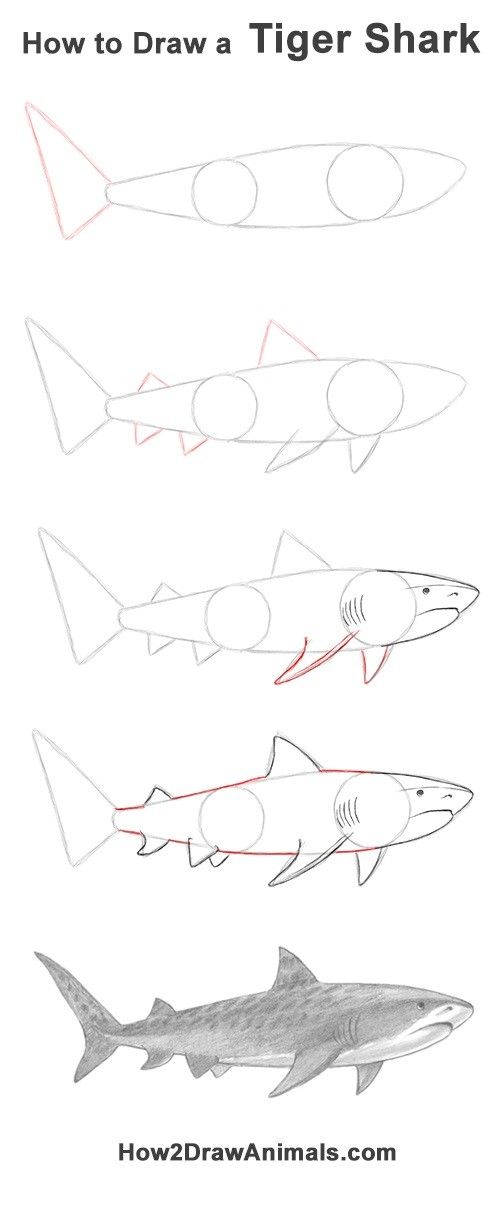 how to draw a tiger shark step by step instructions for kids and beginners with pictures