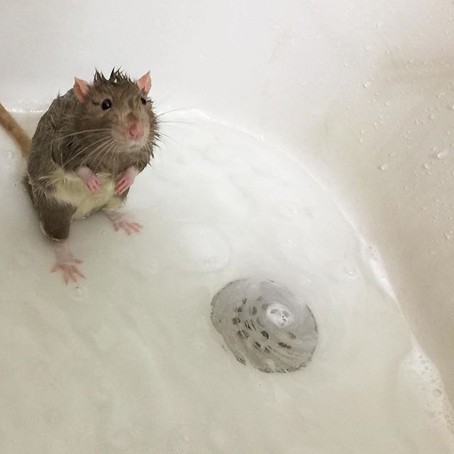 a rodent sitting in the bathtub next to a drain