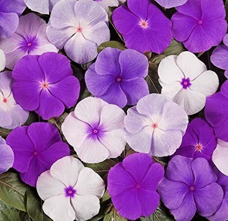 many purple and white flowers with green leaves