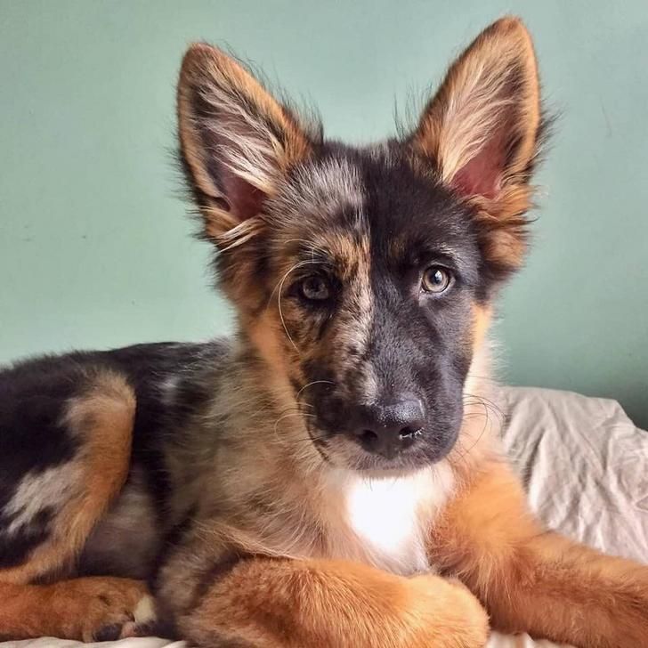 a brown and black dog laying on top of a bed