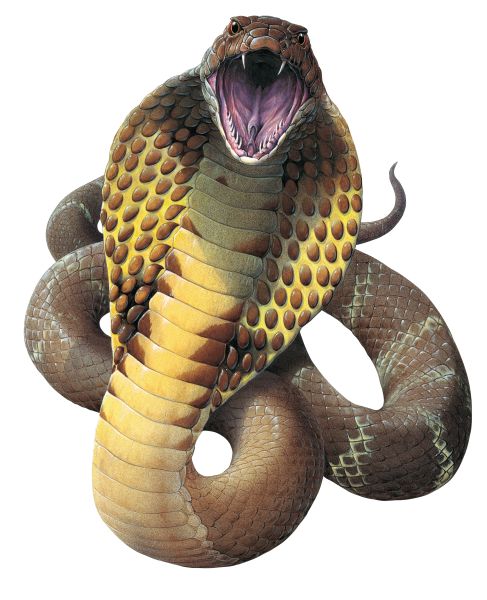 a snake with its mouth open and it's tongue out, on a white background