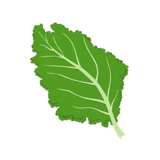 a green leafy vegetable on a white background