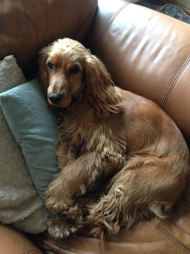 a brown dog laying on top of a leather couch next to a blue and white pillow