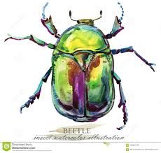 a watercolor drawing of a beetle with the words beetle on it's back