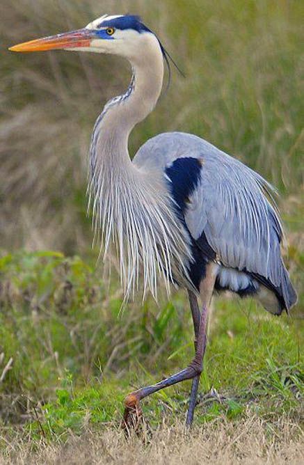 a large bird standing on top of a grass covered field