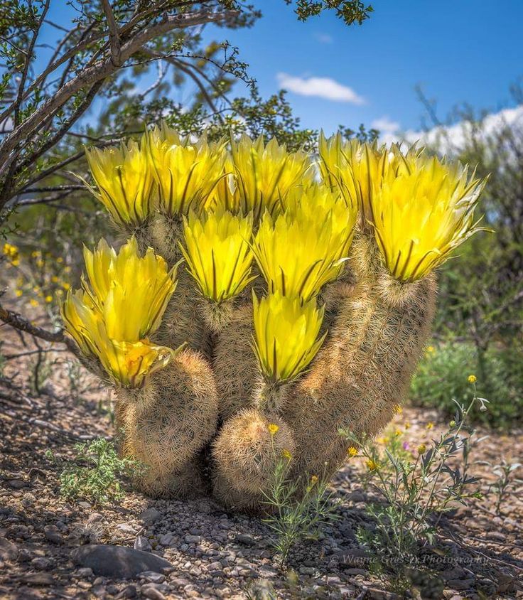 a cactus with yellow flowers growing out of it's back end in the desert