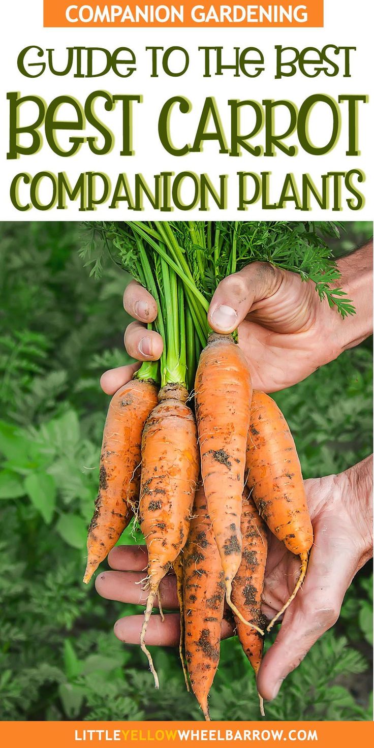 two hands holding carrots with the title guide to the best best carrot companion plants