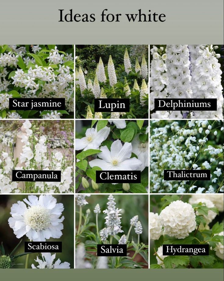 white flowers and their names are shown in the pictures, with green leaves on them