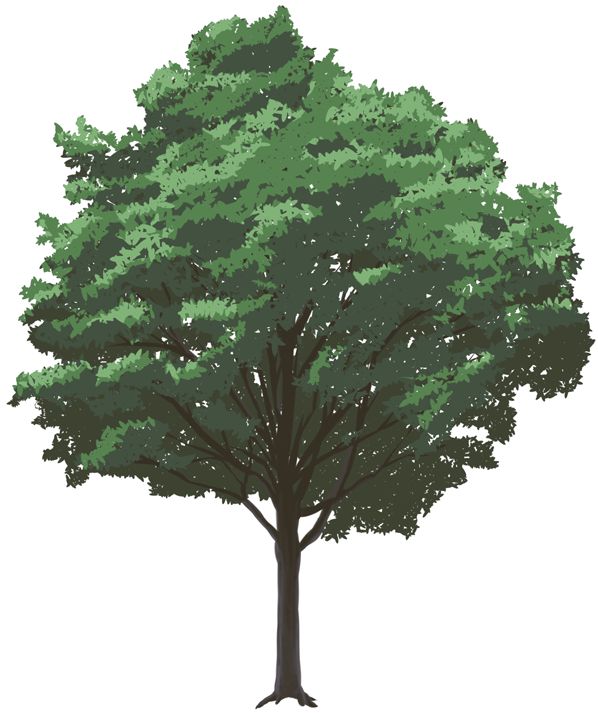 a large tree with green leaves on it's branches and the top part of its trunk