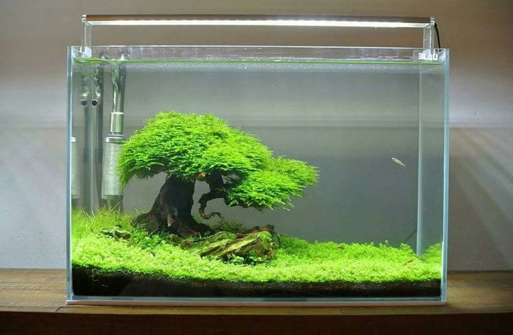 a bonsai tree in an aquarium with moss