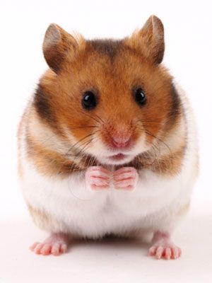 a brown and white hamster sitting on top of a table