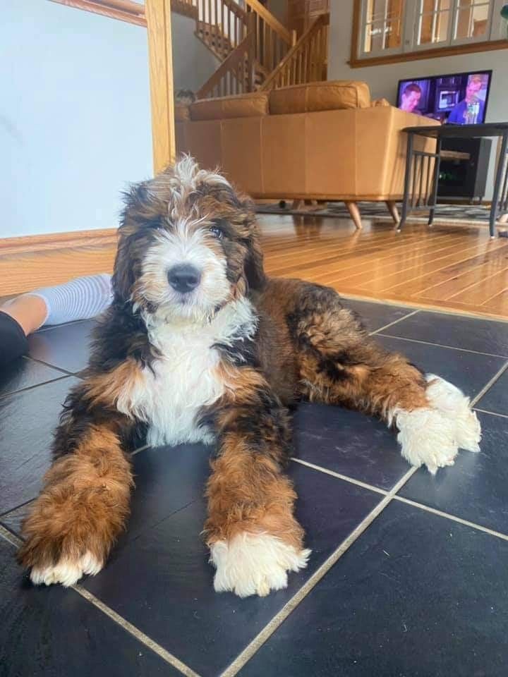 a brown and white dog laying on top of a black tile floor