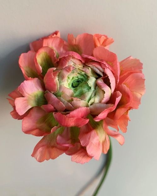 a large pink flower with green center on a white wall in the background is an empty vase