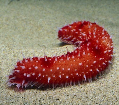 a red and white caterpillar crawling on sand