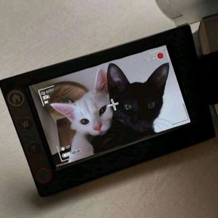 two black and white cats are on the screen of a cell phone that is sitting on a table