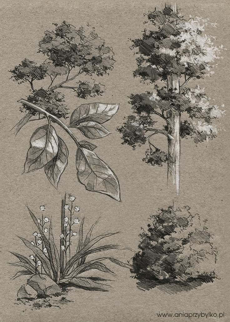 pencil drawings of trees and shrubs