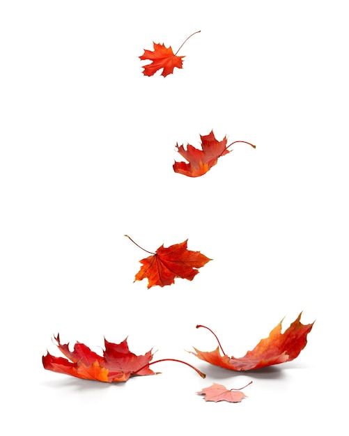 falling autumn leaves in the air on a white background