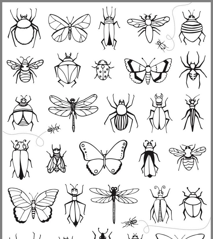 the different types of bugs and insects that are drawn by hand in black ink on white paper