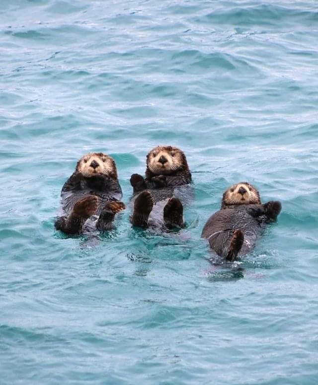 three sea otters are swimming in the water