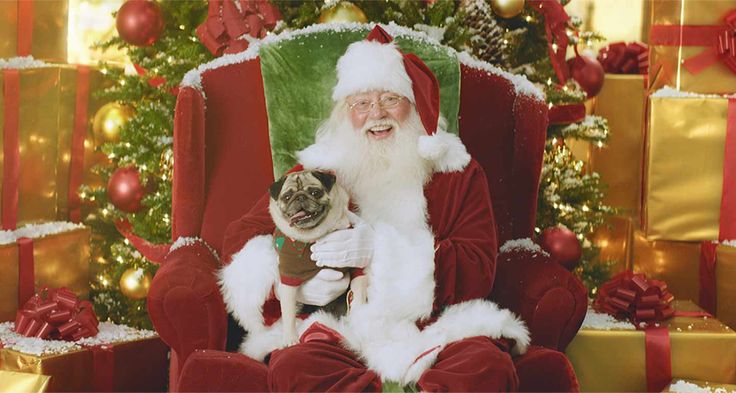 santa claus sitting in a chair with his pug, who is looking at the camera