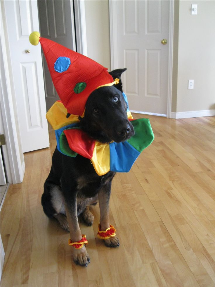 a black dog wearing a colorful clown hat