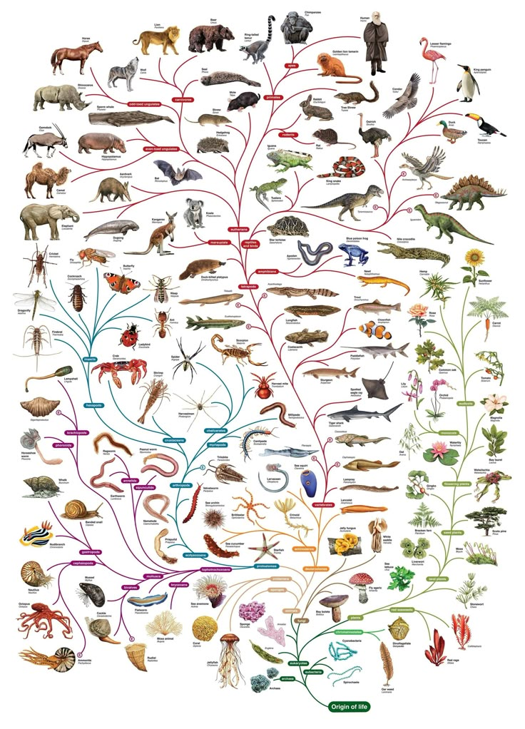 an animal tree with different types of animals and their names in spanish on the bottom right hand corner