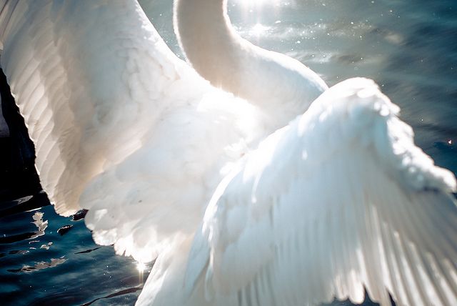 a large white swan with its wings spread out in the water