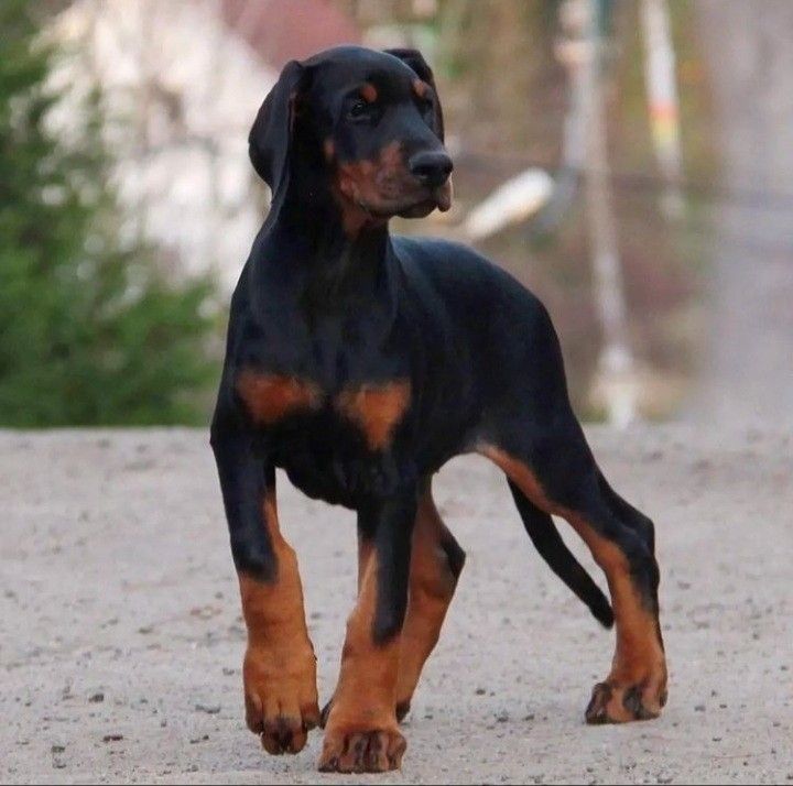 a black and brown dog standing on top of a dirt road next to trees in the background